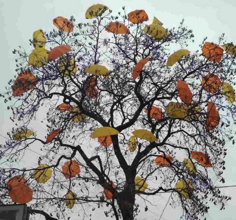 Возле площади Свободы появилось осеннее дерево для селфи (фото)