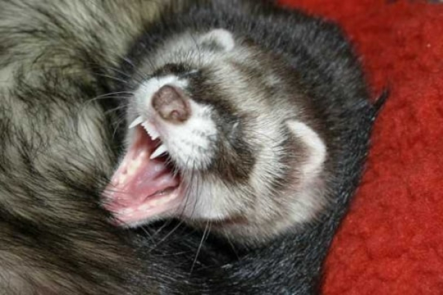 В Немышлянском районе карантин – бешенством заболел хорек