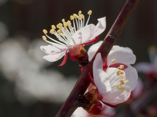 Экологи сетуют на теплую зиму