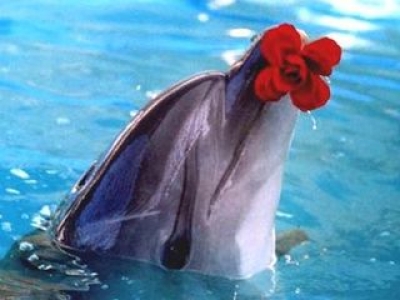 В дельфинарии стартовал социальный проект