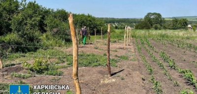 66-летний любитель каннабиса предстанет перед судом