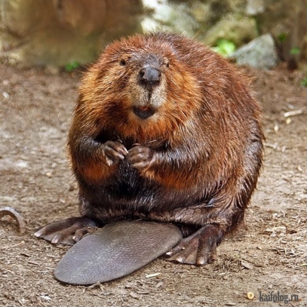 В Харькове ремонтируют плотины