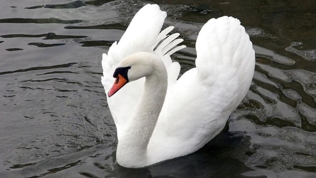 Под Харьковом варвары подстрелили лебедя