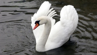 Под Харьковом варвары подстрелили лебедя