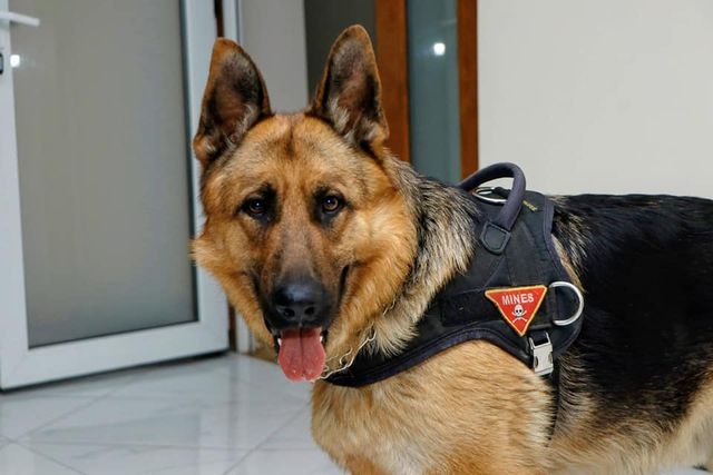 Правоохранителями задержан один из шантажистов, «минирующих» здания