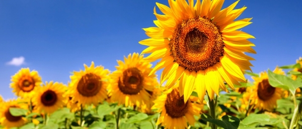 Агрофорум в Харькове соберет 300 компаний