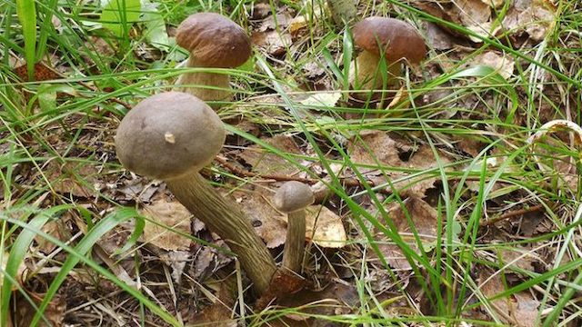 На Харьковщине зарегистрирован первый случай отравления грибами