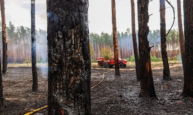 В Артемовском лесничестве полностью погашен пожар