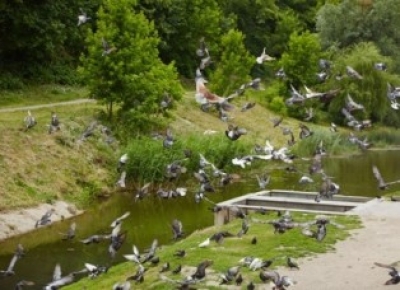 В Харькове возрождают Китлярчин яр