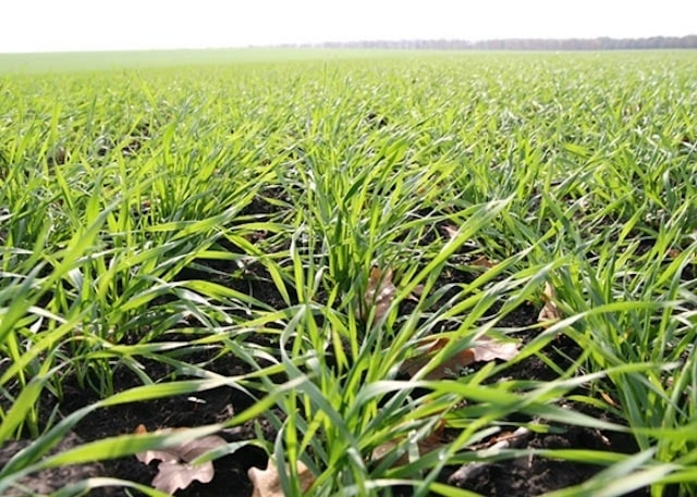 Аграрии области планируют увеличить посевные площади