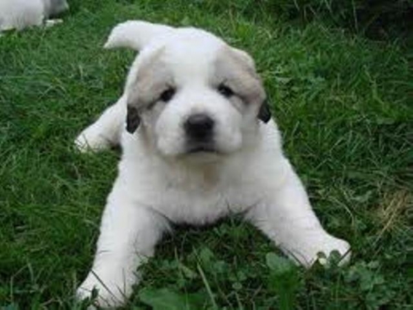 В Харькове пройдут курсы для хозяев собак