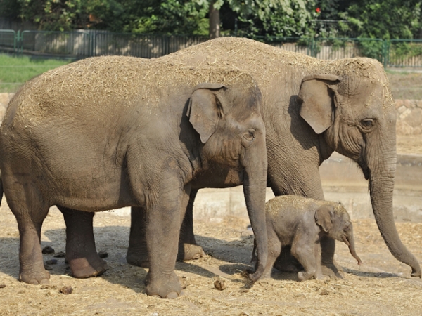 В зоопарке ожидается пополнение