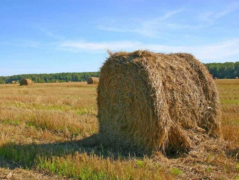 В Харьковской области нашли труп в стоге сена