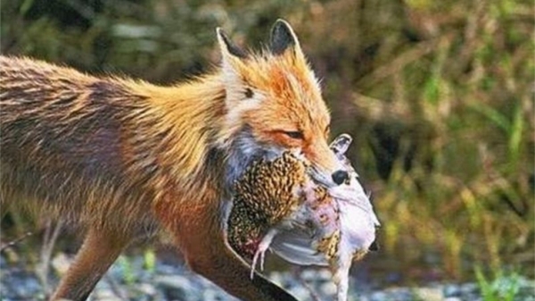 Поход в село закончился трагически для лисы 