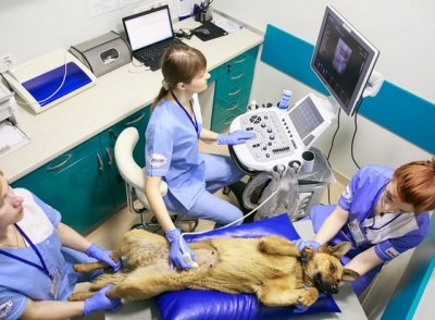 УЗИ в ветеринарии: особенности, возможности, применение