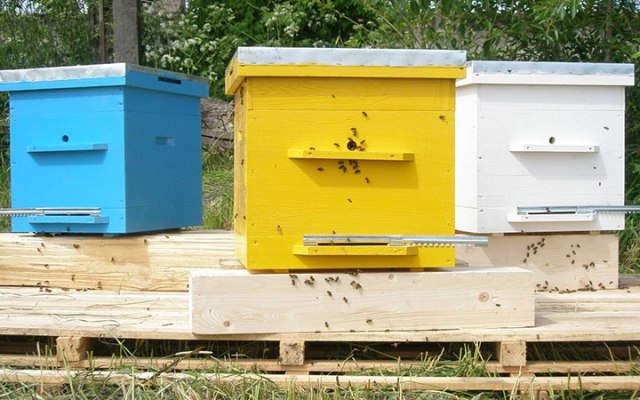 Нуклеус в пчеловодстве: что это такое и как работает