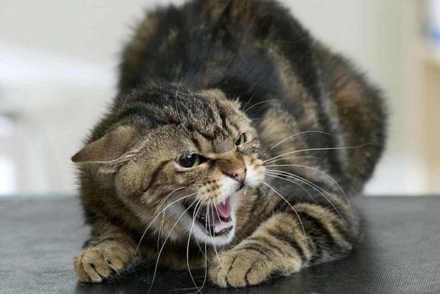 Очередной случай бешенства зарегистрирован на Харьковщине