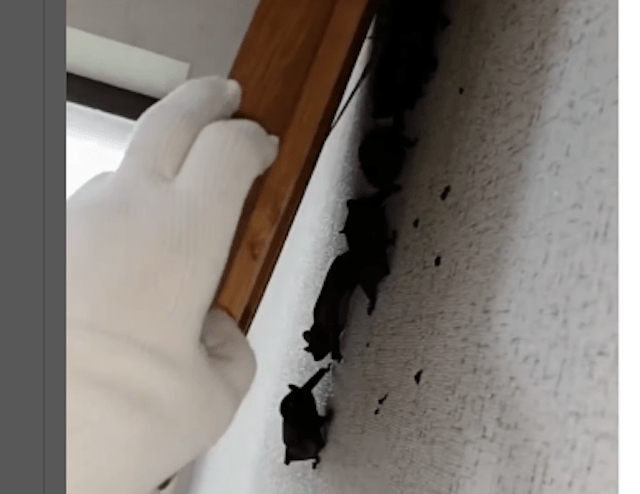 Сотни летучих мышей ночью залетели в квартиру через открытые окна