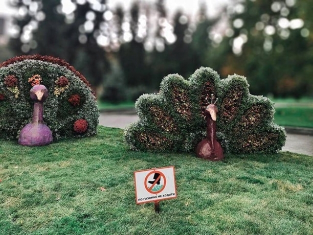 В центре Харькова «поселились» павлины (фотофакт)