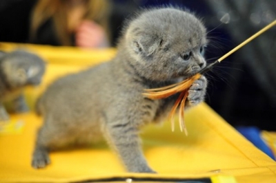 В Харькове выбрали лучшую кошку