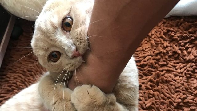 Почти двести жителей Харьковщины пострадали от укусов бешеных зверей