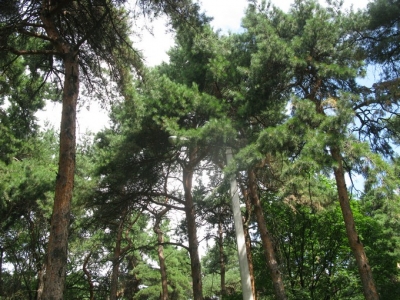 В Сосновой горке проводят ремонт