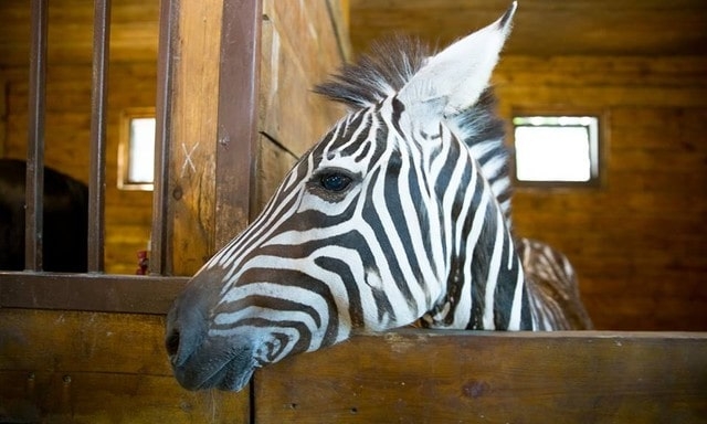 В воскресенье утром из харьковского экопарка сбежала зебра