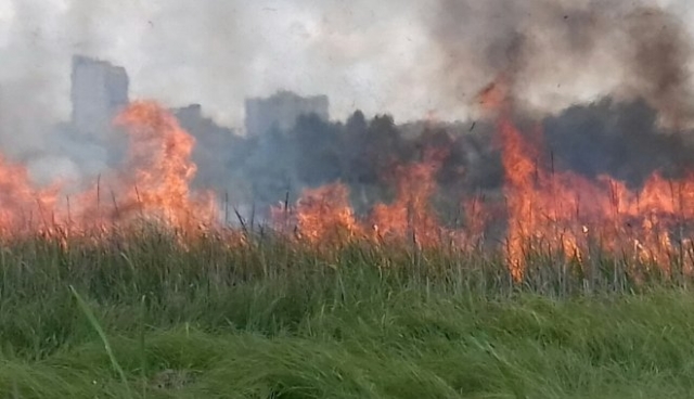 Масштабный пожар произошел в экосистеме Харькова (видео)