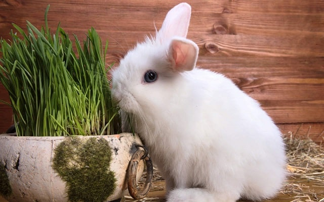 Когда необходима бункерная кормушка: преимущества, как устроена, на что обратить внимание 