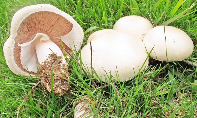 Двое жителей Харькова отравились лесными грибами