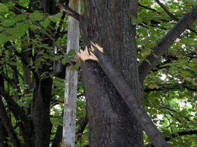 Чуть не погиб, спасая попугая