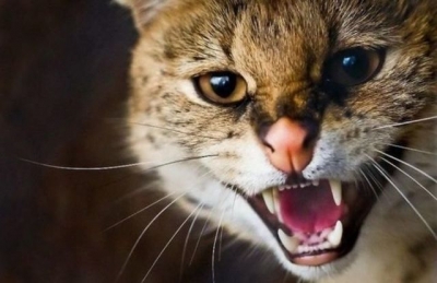 Харьковчан атакуют бешеные животные: 3 пострадавших за неделю