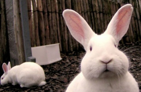 Чупакабра объявилась на Харьковщине