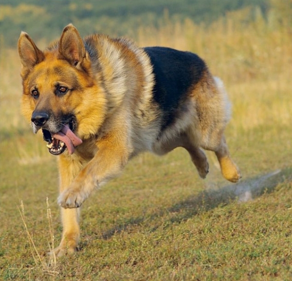 Пес задержал наркомана