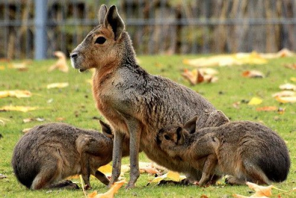 В зоопарке очередное пополнение