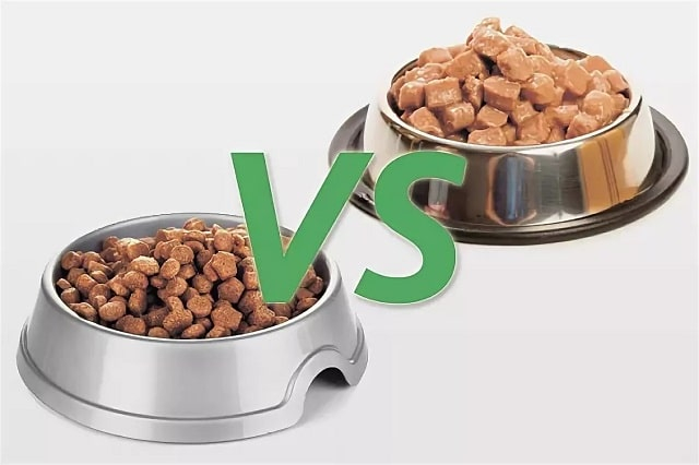 Сухой корм или консервы для собак — плюсы и минусы разных типов рационов