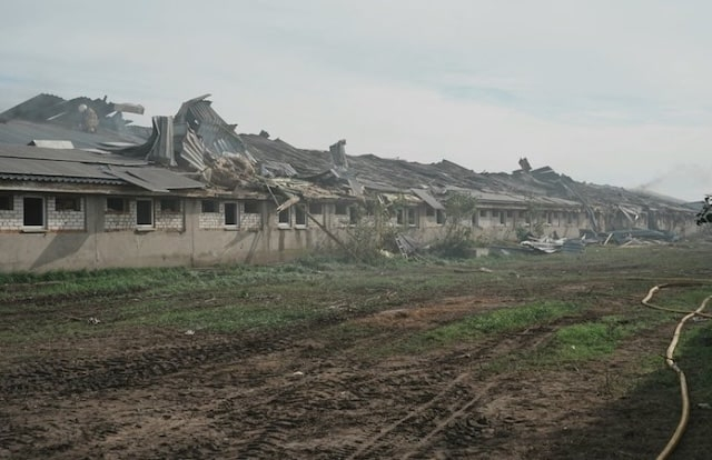 Сумма убытков агрофирмы, где россияне уничтожили 13 тысяч свиней, может составить 300 млн грн