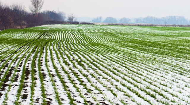 Озимые на Харьковщине находятся в худшем состояние, чем в прошлом году