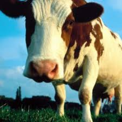 Злоумышленники похитили корову и бычка