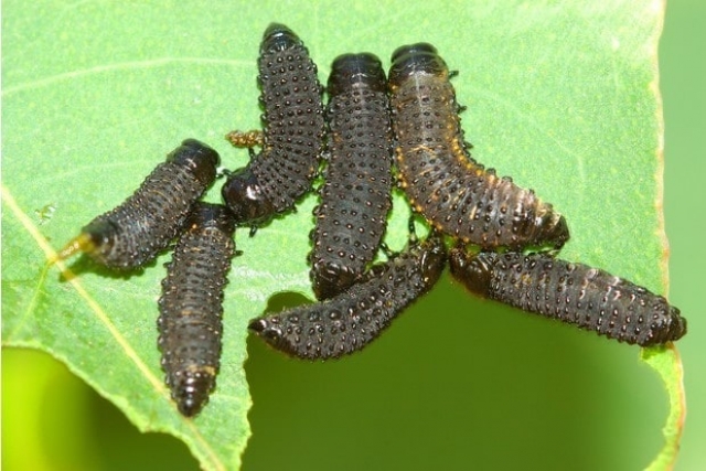 Личинки пилильщика атакуют поселок в Харьковской области
