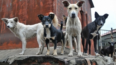 Во дворах многоэтажек запретили «собачьи столовые» 
