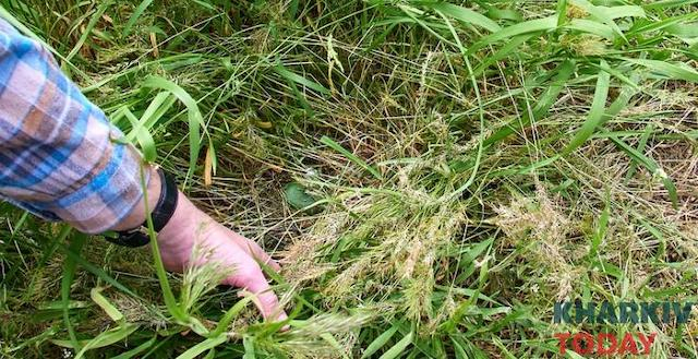Под Пятихатками в результате детонации мины «Лепесток» подорвался 7-летний ребенок