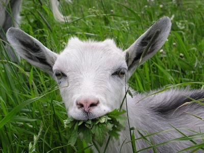 Женщина пыталась продать одну козу дважды