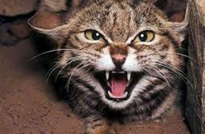 Бездомный бешеный кот напал на 3-х жителей Харьковщины