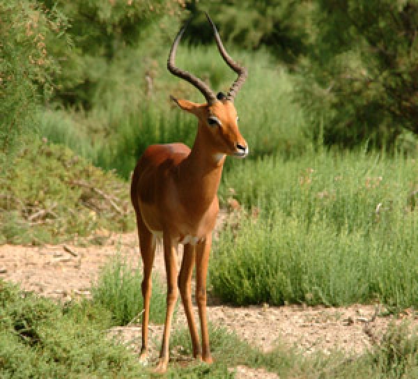 Канн из зоопарка отправят на Винничину