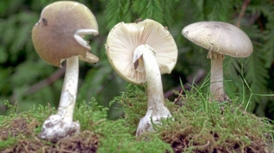 В Слобожанском четверо детей отравились дикорастущими грибами