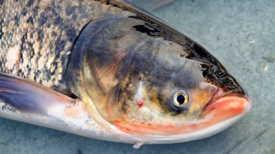 Браконьеры выловили из р. Северский Донец крупных толстолобов