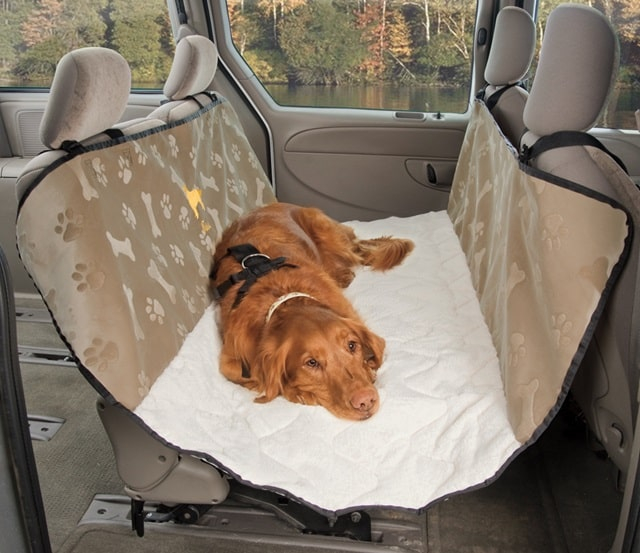 Як побороти нудоту собаки у дорозі