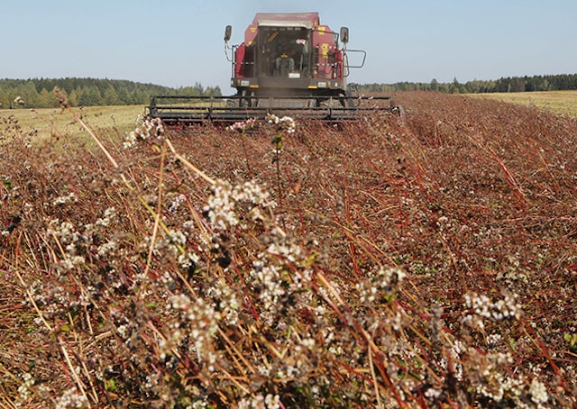 Война скорректировала, но не отменила планы аграриев СПК им. Фрунзе