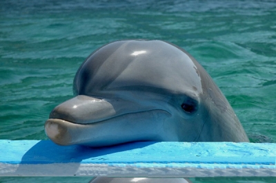 В дельфинарии вручили бесплатные направления